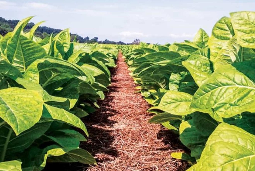Tobacco plants flourishing under the Thai sun