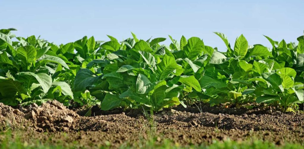 Tobacco plants flourishing in a field with rich soil